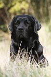 LABRADOR 752